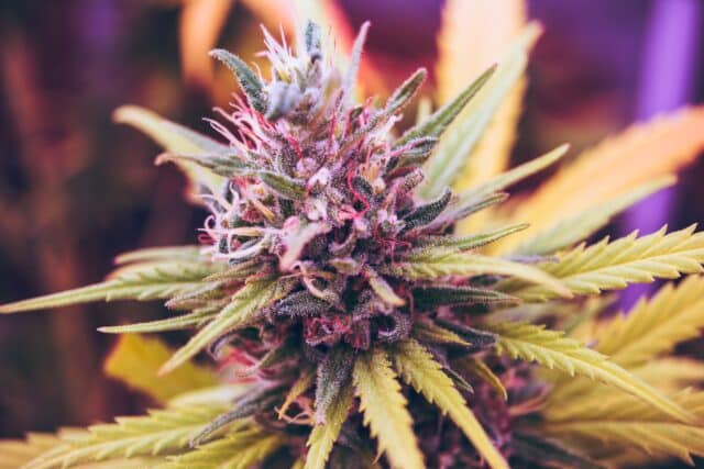 ¿Por qué en algunos países es legal la marihuana? 2 pink and green petaled flower
