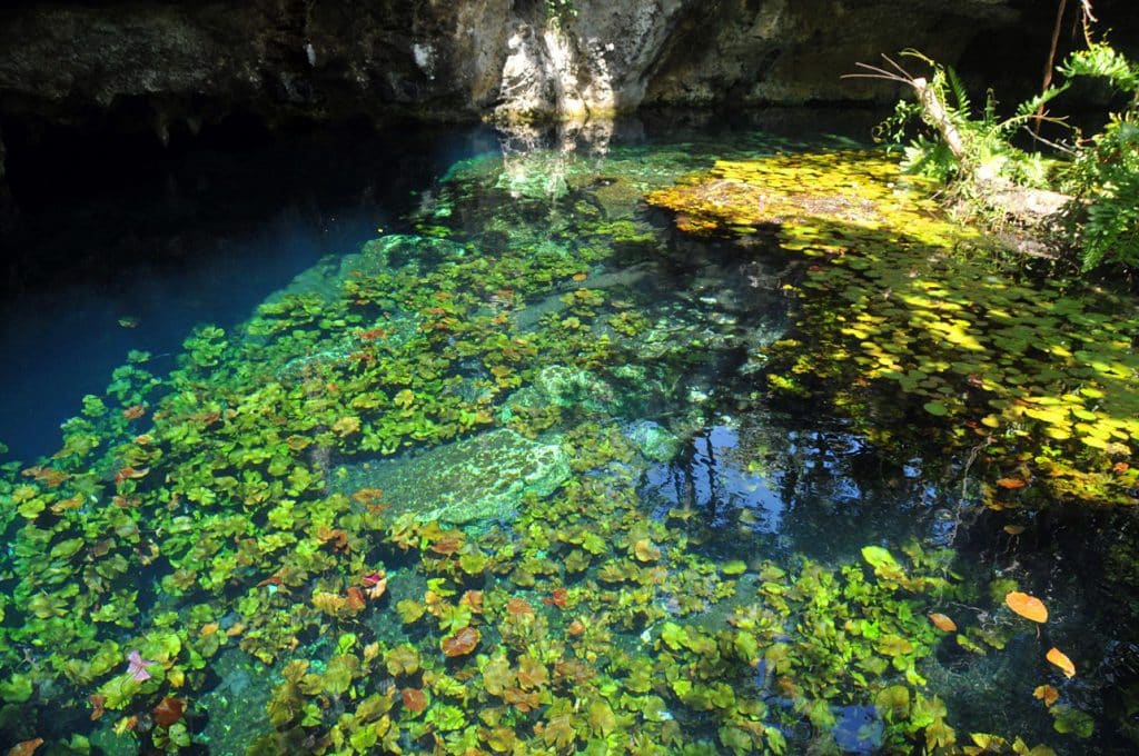 Gran Cenote - que hacer en tulum