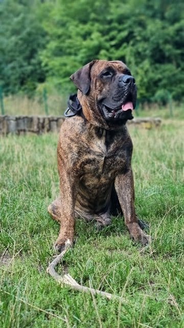 Diferencia de cuidado en perros grandes y pequeños 9 perros grandes y pequeños