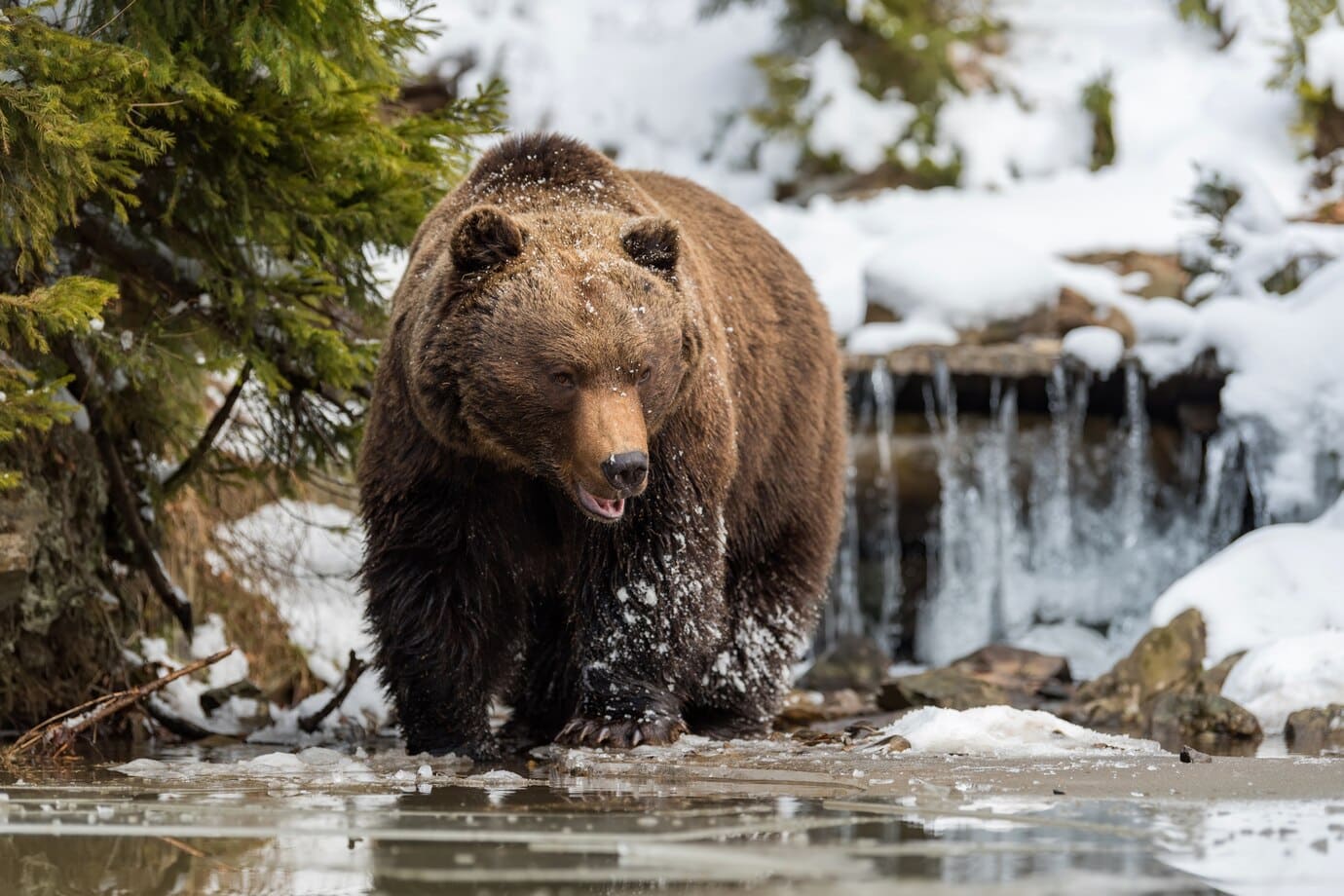 Osos Yellowstone: incidentes curiosos, verdad revelada 12 osos yellowstone